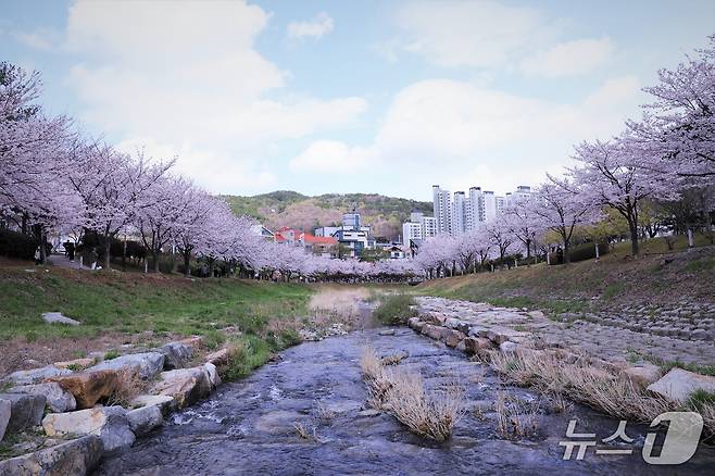 김해 율하천 벚꽃.(김해시 제공. 재판매 및 DB금지)