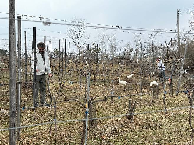 농사의 계절이 시작됐다. 남편(왼쪽)이 가지치기한 포도나무를 살피고 있다.