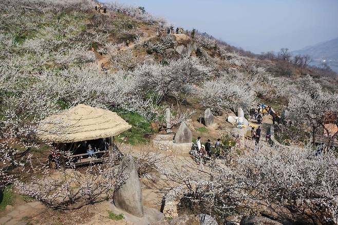 광양 매화마을 / 사진 = 한국관광공사