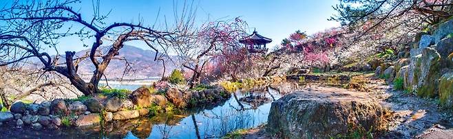 광양 매화마을 / 사진 = 한국관광공사