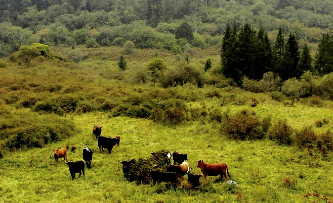 가축 방목으로 문제가 되고 있는 중국 쓰촨성 왕랑 자연보호구역[WWF 제공]