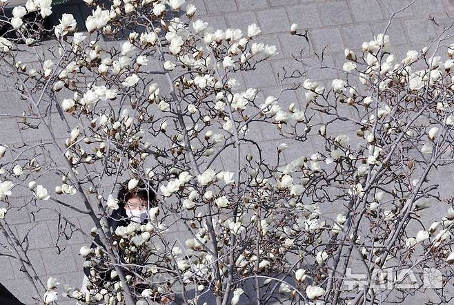 ([부산=뉴시스] 하경민 기자 = 포근한 날씨를 보인 13일 부산 수영구의 한 아파트 화단에 목련이 활짝 펴 시민들의 눈길을 사로잡고 있다. 2026.03.13. yulnetphoto@newsis.com