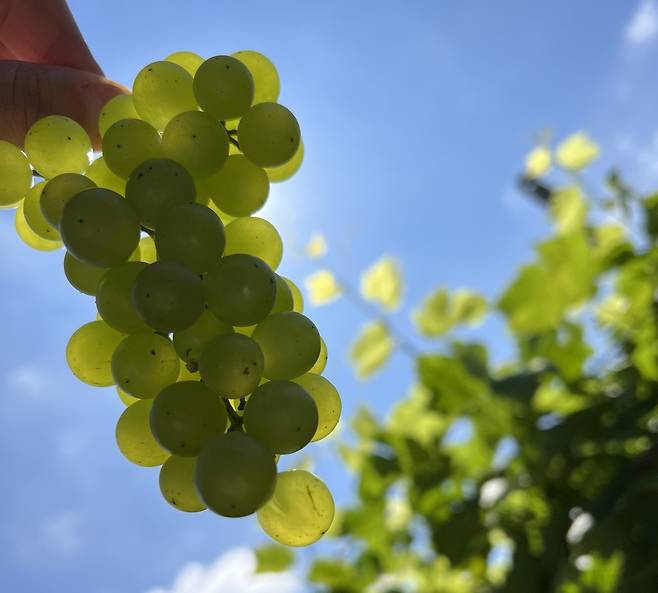 안산 대부도 포도 [그린영농조합법인 제공. 재판매 및 DB 금지]