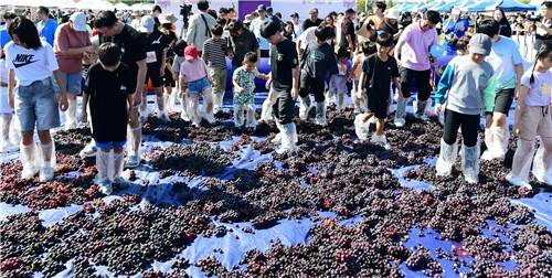 안산 대부 포도축제 모습 [안산시 제공. 재판매 및 DB 금지]