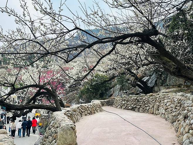 전남 광양시 섬진강변 33만㎡(약 10만평)를 무대로 펼쳐지는 매화축제장 전경. 사진 광양시