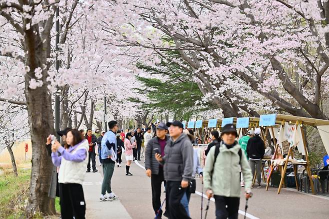 지난해 4월 영랑호 벚꽃축제.[속초시 제공]