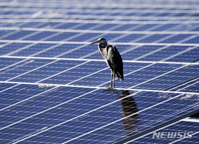 [남해=뉴시스]차용현 기자 = 완연한 가을 날씨를 보인 13일 오후 왜가리 한 마리가 경남 남해읍 인근 갈대밭에 들어선 태양광 패널 위에 앉아 휴식을 취하고 있다. 2020.10.13.  con@newsis.com