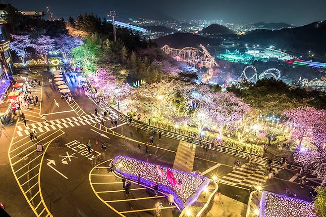 83타워에서 내려 본&nbsp;1층 광장 별빛 벚꽃. 이월드 제공