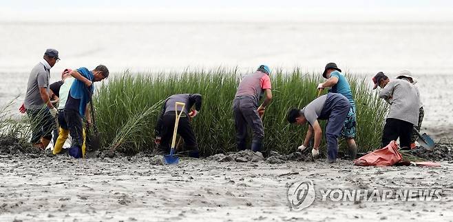 갯끈풀 제거하는 주민들 [연합뉴스 자료사진]