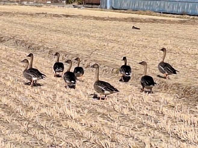 낙동강 하구 오리. (사진= 김영복 연구가)