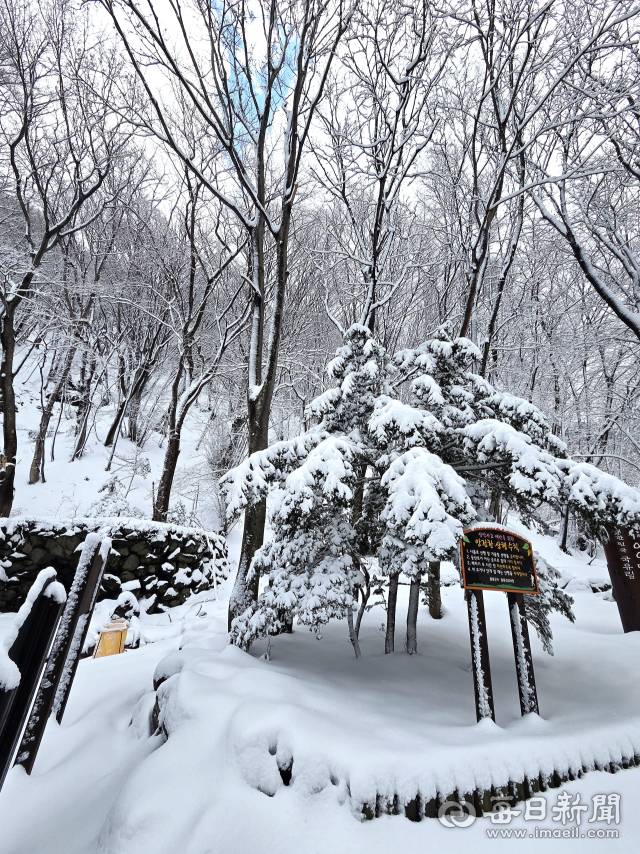 나리분지 신령수. 많은 눈이 쌓여 겨울왕국이었다.조준호 기자