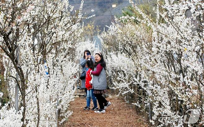 충북 괴산군 칠성면 연풍로 63에 있는 미선나무동산에서 열리는 미선나무 꽃 축제장 모습.(독자제공. 재판매 및 DB금지)