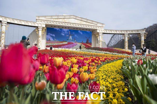형형색색 튤립이 펼쳐진 에버랜드 '인피니티 튤립가든'. /에버랜드