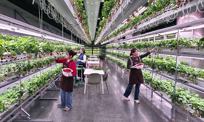 대전시 서구 둔산동 폐지하보도에 스마트팜이 들어섰다. (주)모던이 대전시에서 임차해 만든 이곳에서는 딸기와 채소 등을 기른다. 김성태 객원기자