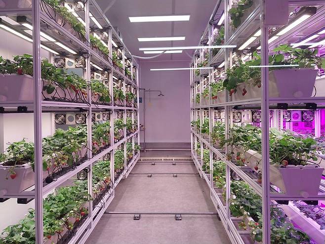 대전시 동구 대흥동에 쉘파스페이스가 만든 스마트팜. 딸기와 대마 재배 기술을 집중적으로 연구하고 있다. 사진 쉘파스페이스