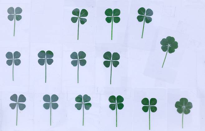 하얀 종이 위에 클로버들이 나란히 놓여 있습니다. 모양은 조금씩 다르지만 이 작은 네잎클로버가 당신에게 오늘도 행운과 좋은 일들을 전해주기를 바랍니다. 행운, 참 설레고 기분 좋은 단어입니다. 
 이충우 기자