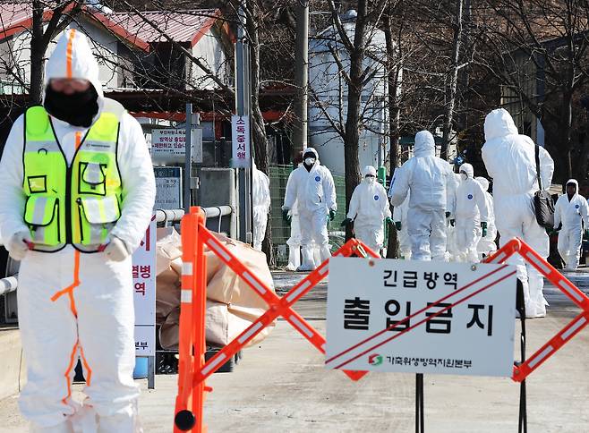 아프리카돼지열병이 발생한 경기도 화성시 한 돼지농장에서 관계자들이 분주하게 움직이고 있다. [연합]