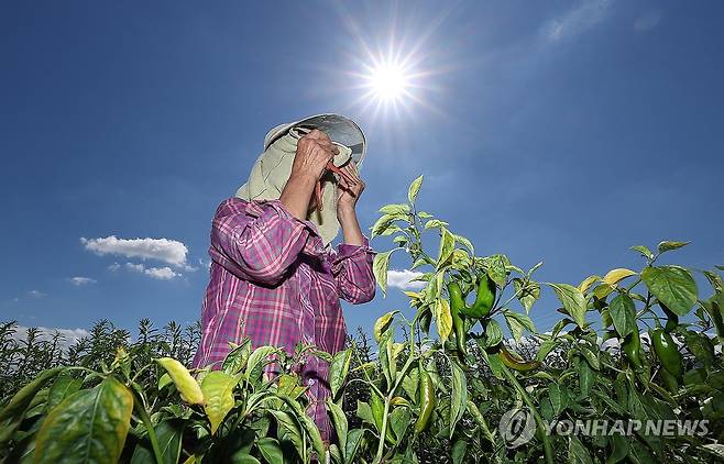 무더위 속 밭일 [연합뉴스 자료사진]