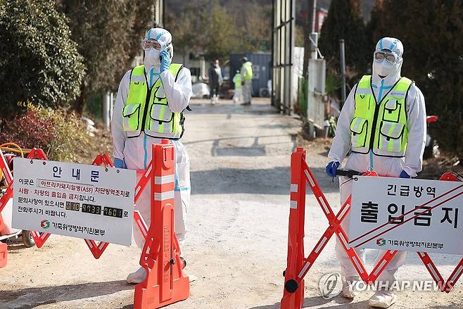 아프리카돼지열병(ASF) 발생 [연합뉴스 자료사진]