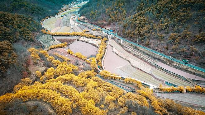 ▲ 의성군 사곡면 산수유마을 일대에서 노란 산수유꽃이 계곡과 농경지를 따라 군락을 이루며 꽃길을 형성하고 있다. 의성군 제공