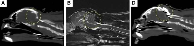 페르시안 고양이에서 시행된 후두공 감압술 및 두개골 성형술의 수술 전후 영상(넬동물의료센터 제공) ⓒ 뉴스1