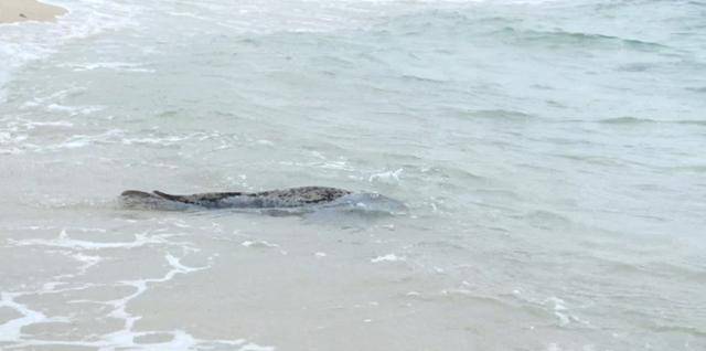 아기 점박이물범이 회북 후 강릉 해역에 방류되고 있는 모습. 해양수산부 제공