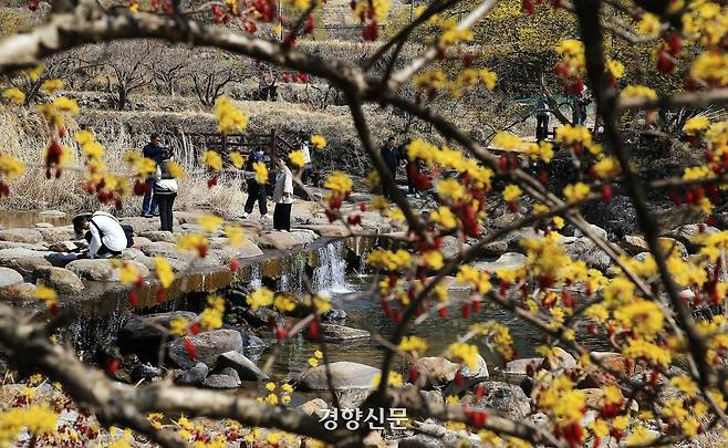 낮기온이 18도까지 오른 17일 산수유꽃 군락지인 전남 구례군 산동면 반곡마을에서 가벼운 옷차림의 상춘객들이 산유유 꽃길을 걸으며 봄을 한껏 즐기고 있다. [사진/구례군청 김인호씨 제공]