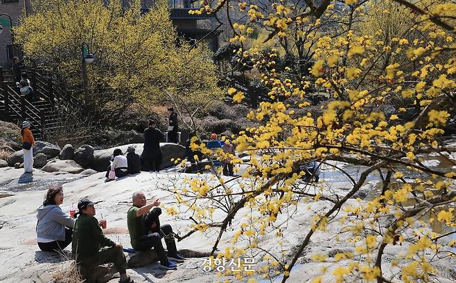 낮기온이 18도까지 오른 17일 산수유꽃 군락지인 전남 구례군 산동면 반곡마을에서 가벼운 옷차림의 상춘객들이 산유유 꽃길을 걸으며 봄을 한껏 즐기고 있다. [사진/구례군청 김인호씨 제공]