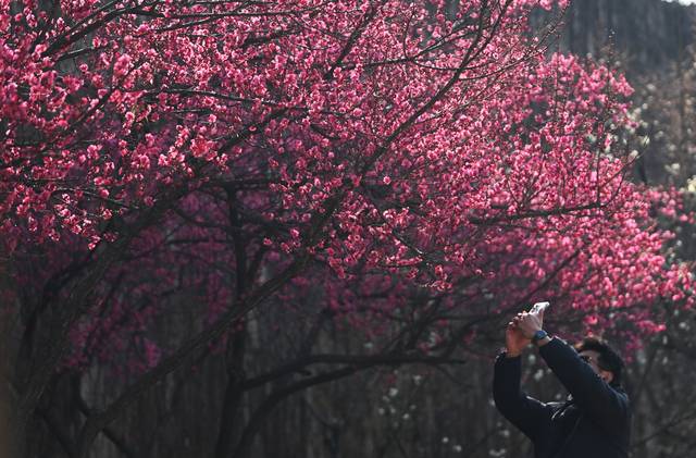 매화를 내 폰안에…  : 17일 서울 성동구 용답동 하동매실거리에 활짝 핀 홍매화를 한 시민이 촬영하고 있다.  박윤슬 기자