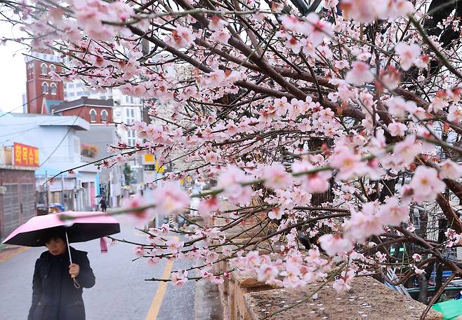 봄비가 내린 지난달 27일 부산 수영구 한 주택가에 활짝 핀 매화 앞으로 주민이 우산을 쓰고 지나가고 있다. [연합]
