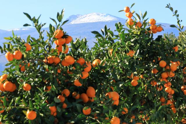 ▲감귤 과수원. ⓒ연합뉴스