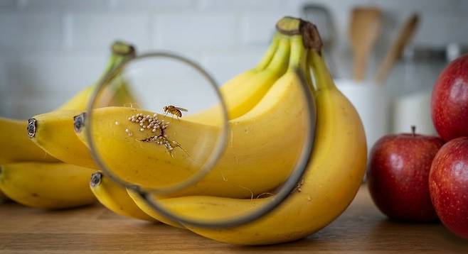 돋보기로 본 바나나 껍질. 육안으로는 안 보이지만 검은 점처럼 박힌 것들이 사실은&nbsp;‘초파리 알’일 수 있다. 거실 점령의 주범이 바로 여기 숨어있다. 게티이미지뱅크