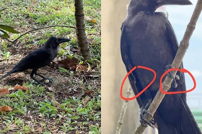 싱가포르의 한 길가에서 발견된 까마귀. 날개가 잘린 흔적이 있다. 타이론 통 제공(MS뉴스 캡처)