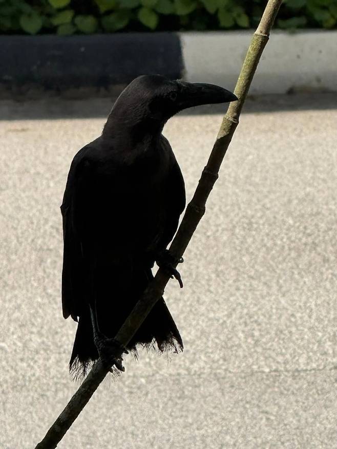 싱가포르의 한 길가에서 발견된 까마귀. 구조자는 이 까마귀가 잘 날지 못해서 살펴 보니 날개가 잘린 흔적이 있었다며 누군가 키우다 버렸거나 까마귀가 탈출했을 가능성을 제기했다. (타이론 통 제공) MS뉴스 캡처