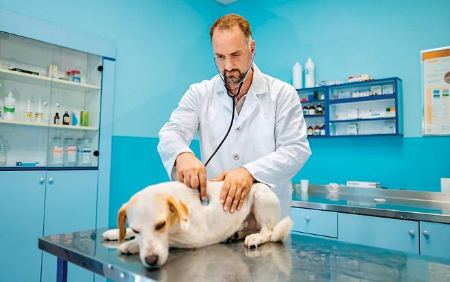 미디어에 귀여운 동물들과 늘 함께하는 수의사 모습이 많이 노출되지만, 수의사는 강도 높은 육체적·정신적 노동에 시달리는 경우가 더 많다. GETTYIMAGES&nbsp;