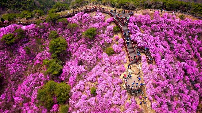 고려산 진달래 군락지 모습 <인천 강화군 제공>
