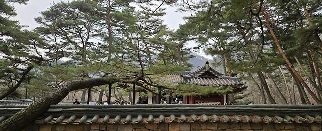 충절의 상징인 소나무들이 단종이 머문 곳을 향해 고개를 조아린 듯한 모습이 이채롭다.