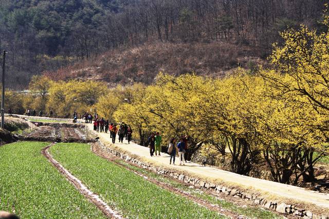 의성 산수유 마을 일원(사곡면 화전 2~3리). 산수유꽃과 어우러진 마늘밭의 풍경이 압권이다. 의성군 제공.