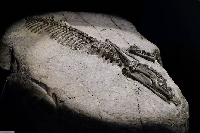 화성시 전곡항에서 발견된 뿔공룡 화석. 코리아트리케라톱스 화성엔시스로 명명된 이 화석은 문화재청이 2022년 천연기념물로도 지정했다.(사진=화성시)