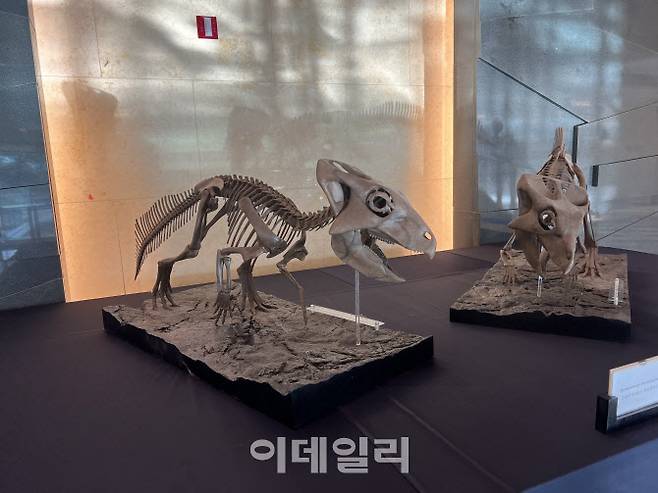 11일까지 화성 푸르미르호텔에서 열리는 아시아공룡학회 국제학술대회에서 공개된 코리아케라톱스 화성엔시스 전신 복원 골격 레플리카.(사진=화성시)