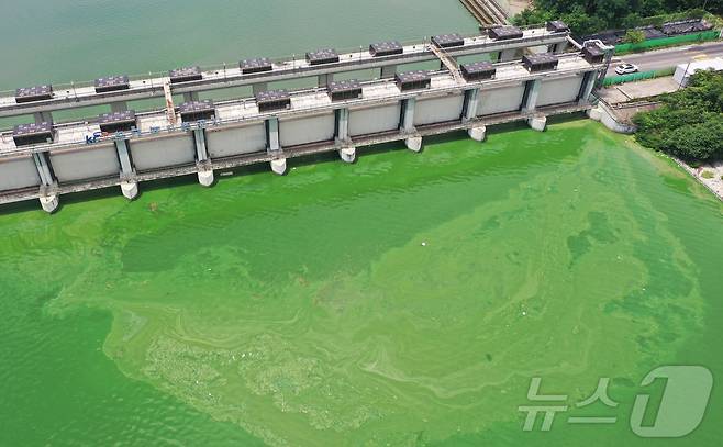 경기 평택시 현덕면 평택호 하류에 녹조 현상이 나타나고 있다. ⓒ 뉴스1 김영운 기자