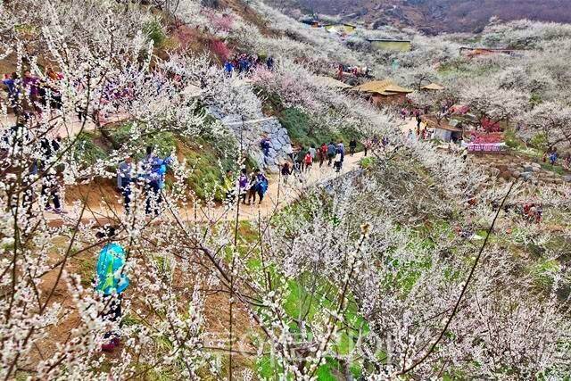 광양매화축제 / 사진-광양시
