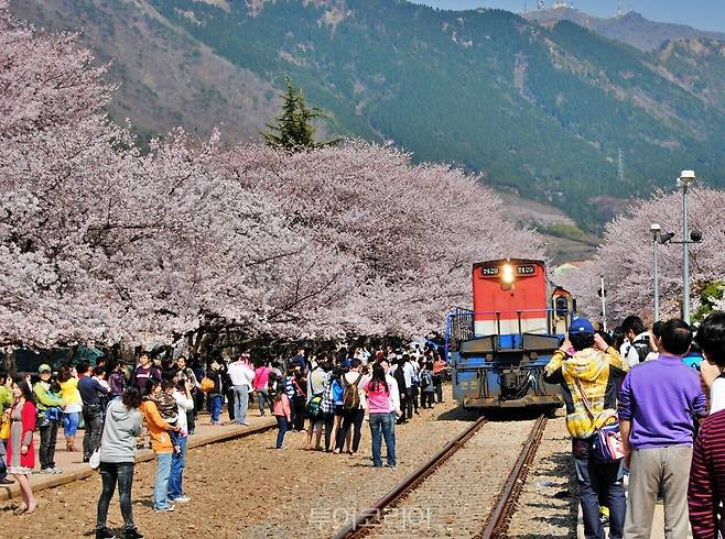 진해 군항제 경화역 / 사진-창원시