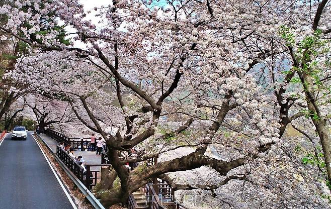 하동 십리벚꽃길 / 사진-하동군