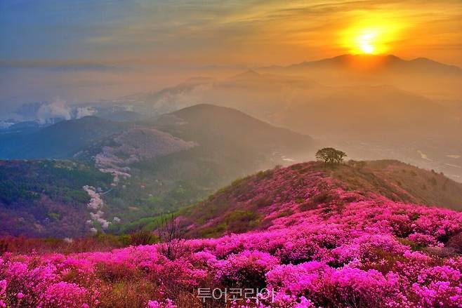 여수 영취산 진달래 /사진-여수시