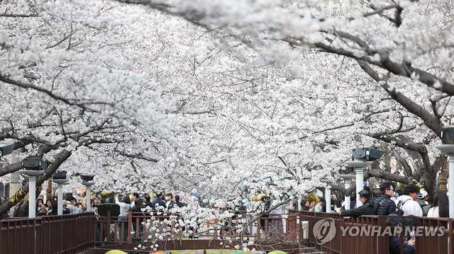 벚꽃. 연합뉴스