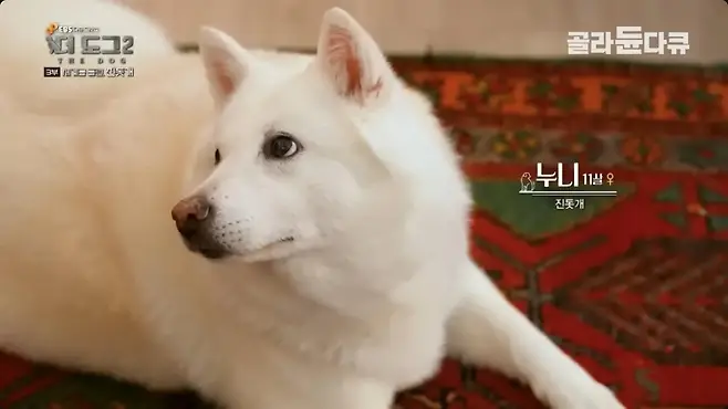 5.jpg 좀처럼 보기 어렵다는 살찐 진돗개
