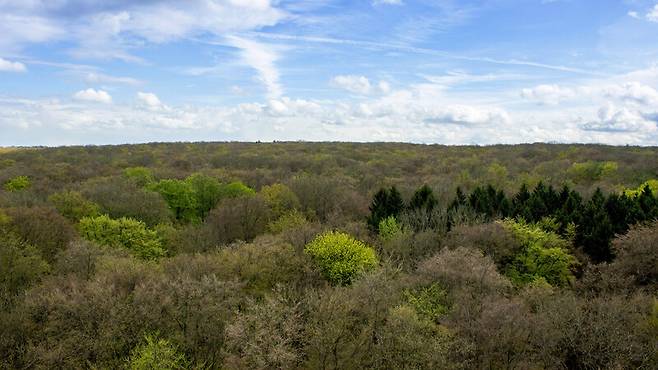 기후변화 등의 영향으로 전 세계 식생의 활력이 가장 높은 ‘녹색 중심’이 점차 북동쪽으로 이동하고 있다. 4월이 되면 중부유럽의 숲이 녹색으로 물들기 시작하는데, 이때가 녹색 중심이 북상을 시작하는 시기다. 사진은 독일 튀링겐에 있는 하이니히국립공원. 라이프치히대 제공