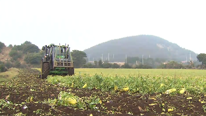 2년전 가격 폭락 여파로 진행된 월동무 산지폐기
