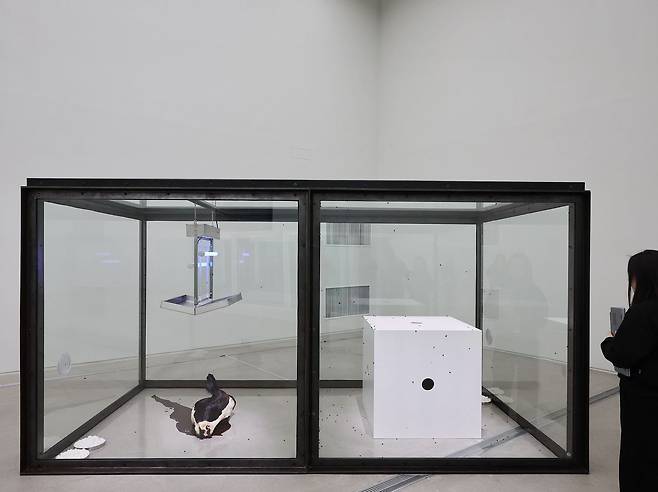 국립현대미술관 서울에 전시된 데이미언 허스트의 '천 년'(1990). 파리떼가 소머리에 꼬이다가 위의 살충기에 닿아 허무하게 죽는 문제작이다. 연합뉴스